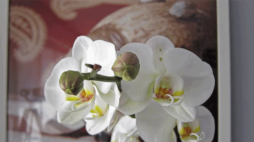 A Close Up Of A White Flower With A Picture Behind It GIF