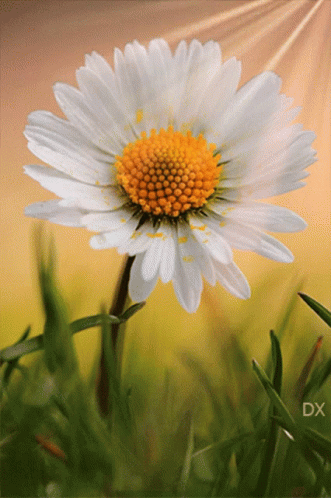 A Close Up Of A White Flower With A Yellow Center And The Letters Dx Below It GIF