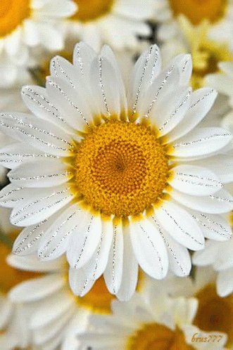 A Close Up Of A White Flower With A Yellow Center Surrounded By Other Daisies GIF