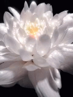 A Close Up Of A White Flower With A Yellow Center . GIF