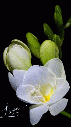 A Close Up Of A White Flower With The Word Love Written On It GIF
