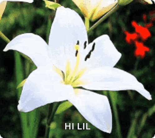 A Close Up Of A White Flower With The Words Hi Lil On It GIF