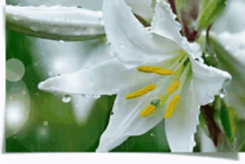 A Close Up Of A White Lily With Yellow Stamens GIF