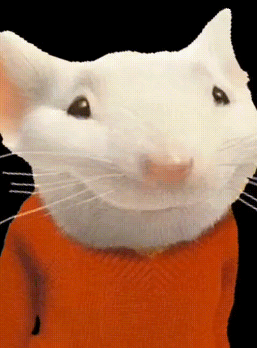 A Close Up Of A White Mouse Wearing A Orange Shirt GIF