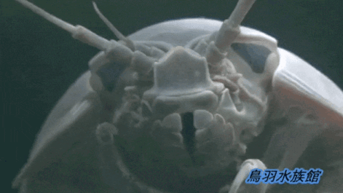 A Close Up Of A White Object With Chinese Writing On It GIF