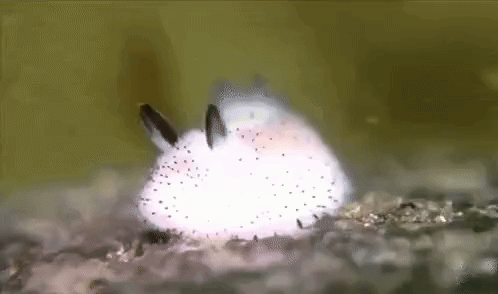 A Close Up Of A White Rabbit With Black Spots On A Rock . GIF