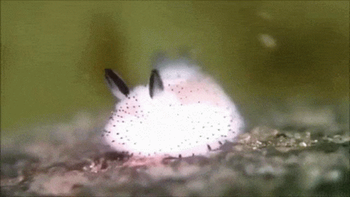 A Close Up Of A White Rabbit With Black Spots On It 'S Fur . GIF