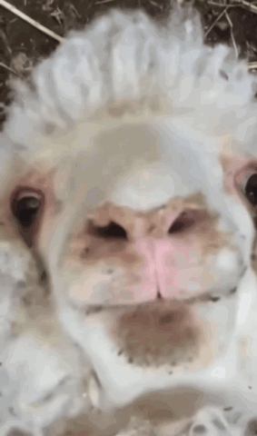 A Close Up Of A White Sheep With A Pink Nose GIF