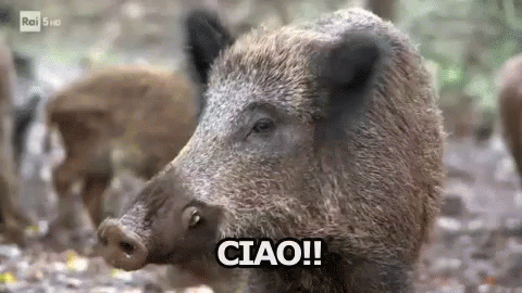 A Close Up Of A Wild Boar With The Words Ciao Written On It . GIF