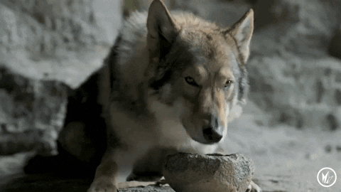 A Close Up Of A Wolf Eating From A Bowl GIF