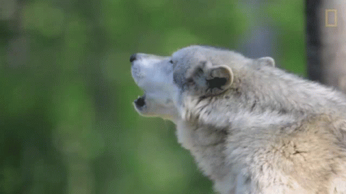 A Close Up Of A Wolf 'S Face With Its Mouth Open GIF