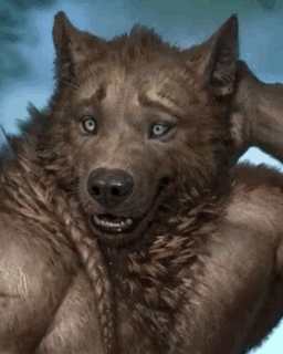 A Close Up Of A Wolf With Muscles Scratching His Head GIF