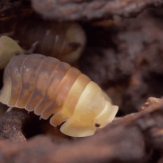 A Close Up Of A Worm With A Black Spot On Its Head GIF