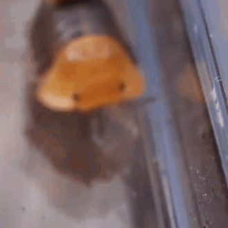A Close Up Of A Worm With A Duck Head . GIF