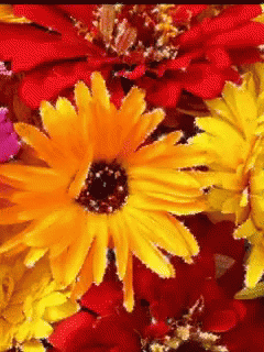 A Close Up Of A Yellow And Red Flower GIF