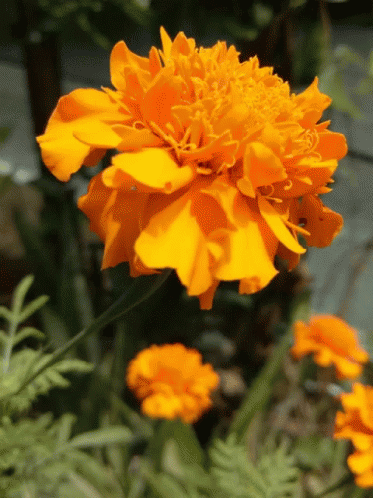 A Close Up Of A Yellow Flower With Green Leaves GIF