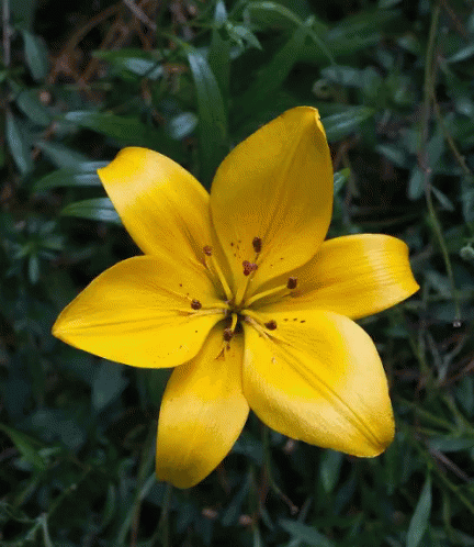 A Close Up Of A Yellow Flower With Red Centers GIF