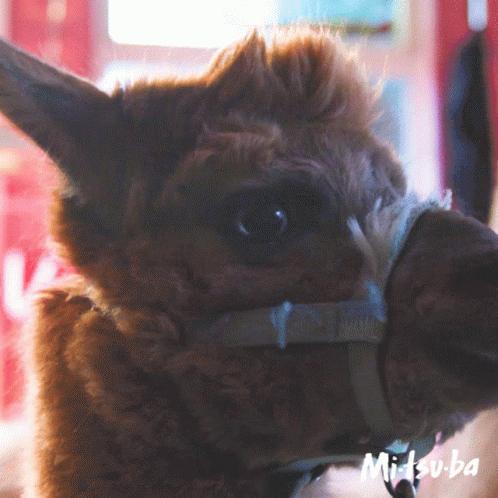 A Close Up Of An Alpaca 'S Face With The Name Mitsuba Written On The Bottom GIF