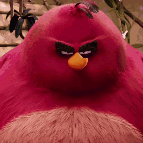 Close Up Of Angry Bird With Feather In Hair GIF