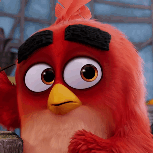 A Close Up Of An Angry Bird With A Yellow Beak GIF