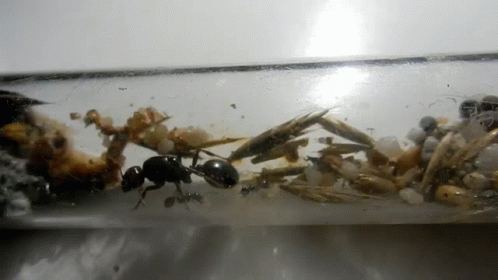 A Close Up Of An Ant In A Tube GIF