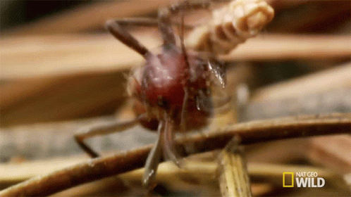 A Close Up Of An Ant On A Stick With The Words National Geographic Wild On The Bottom GIF