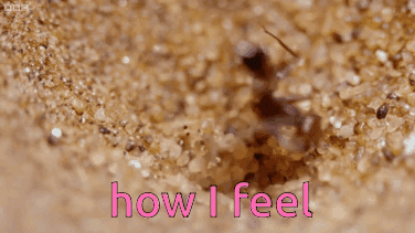 A Close Up Of An Ant With The Words How I Feel Behind It GIF