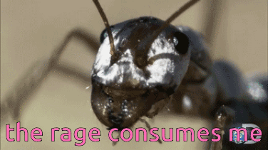 A Close Up Of An Ant With The Words " The Rage Consumes Me " Above It GIF