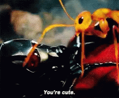 A Close Up Of An Ant With The Words " You 'Re Cute " On The Bottom GIF