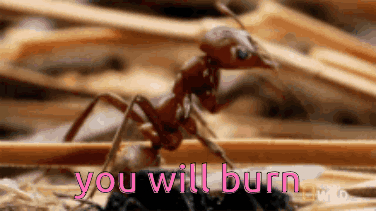 A Close Up Of An Ant With The Words " You Will Burn " Written Above It GIF