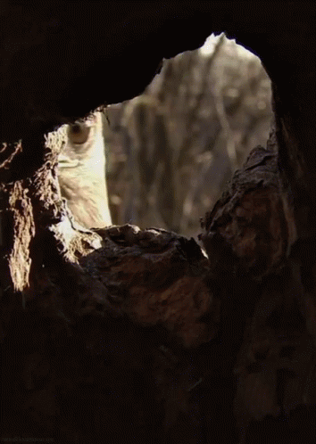 A Close Up Of An Eagle Looking Out Of A Hole In A Tree GIF