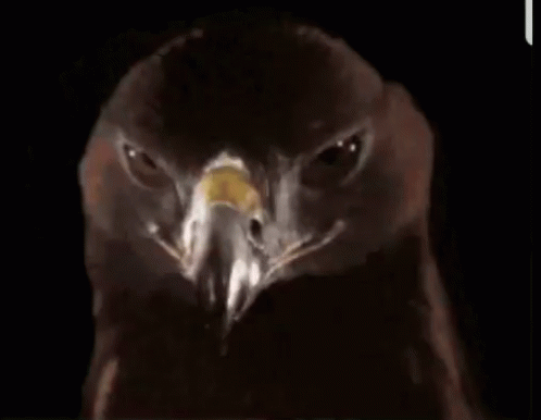 A Close Up Of An Eagle 'S Head Against A Black Background GIF