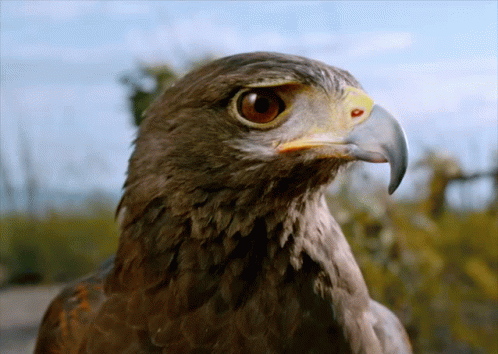 A Close Up Of An Eagle 'S Head With A Yellow Beak GIF