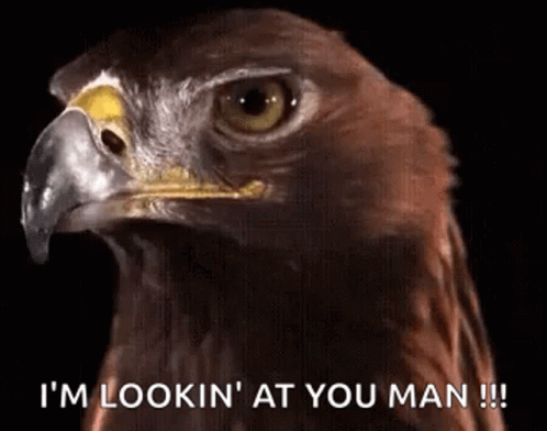 A Close Up Of An Eagle 'S Head With The Words I 'M Lookin ' At You Man Written Below It GIF