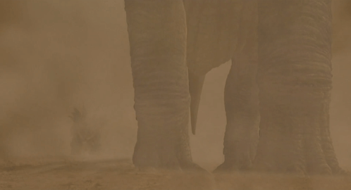 A Close Up Of An Elephant 'S Foot With A Blurred Background GIF