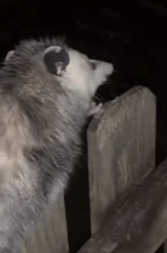 A Close Up Of An Opossum Standing Next To A Wooden Fence GIF