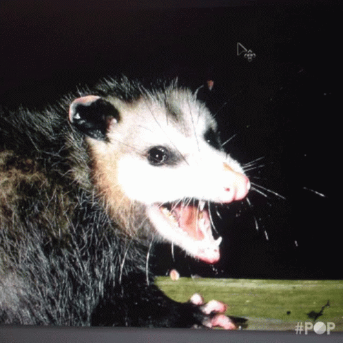 A Close Up Of An Opossum With Its Mouth Open #Pop GIF