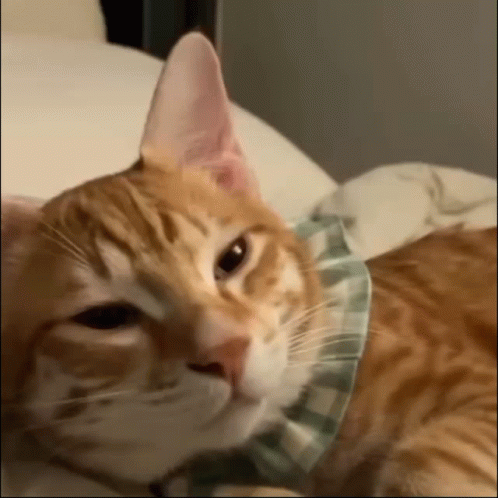 A Close Up Of An Orange And White Cat Wearing A Plaid Collar GIF