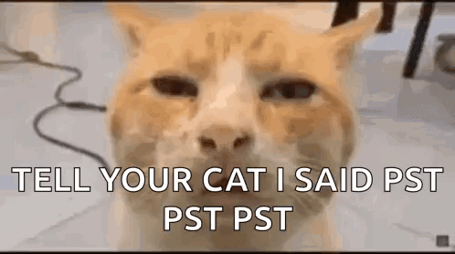 A Close Up Of An Orange And White Cat With The Words `` Tell Your Cat I Said Pst Pst '' Written On It . GIF