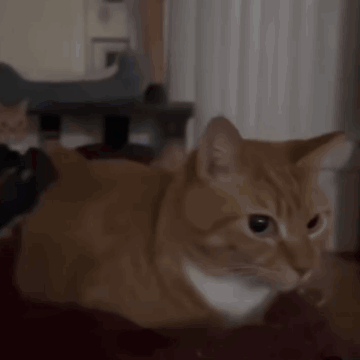 A Close Up Of An Orange Cat Laying On A Couch Looking At The Camera . GIF