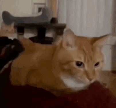 A Close Up Of An Orange Cat Laying On A Couch . GIF