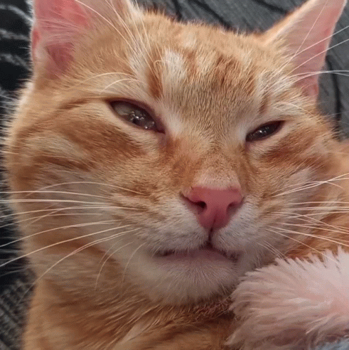 A Close Up Of An Orange Cat 'S Face With A Pink Nose GIF