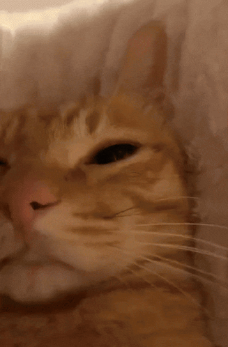 A Close Up Of An Orange Cat 'S Face With A Pink Nose GIF