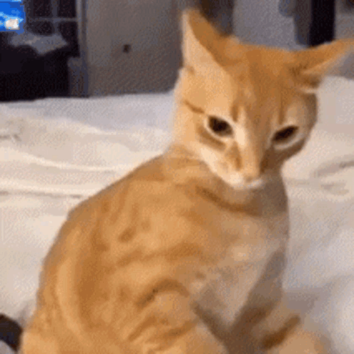 A Close Up Of An Orange Cat Sitting On A Bed . GIF