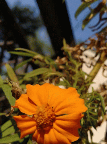 A Close Up Of An Orange Flower With Green Leaves GIF