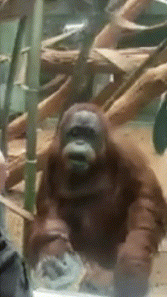 A Close Up Of An Orangutan In A Cage With A Blurry Background GIF