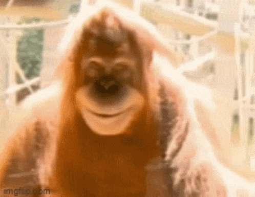 A Close Up Of An Orangutan 'S Face With Its Mouth Open GIF