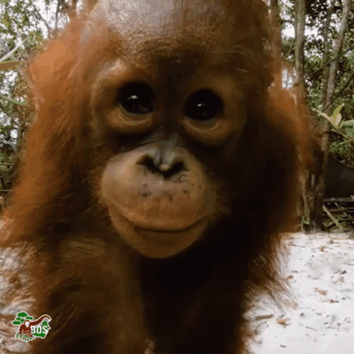 A Close Up Of An Orangutan 'S Face With Trees In The Background GIF