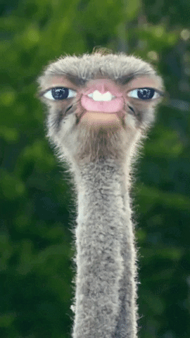 A Close Up Of An Ostrich 'S Face With Its Eyes Visible GIF