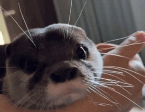 A Close Up Of An Otter Being Held In Someone 'S Hands GIF